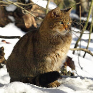 Felis Silvestris