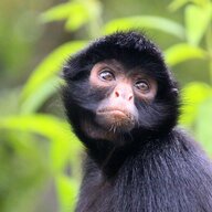 SoukyMonkey