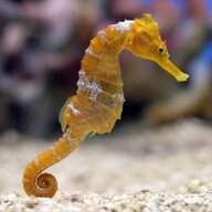 Invertebrate Horse