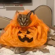 Soggy Floppa