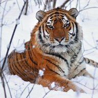 SiberianTiger