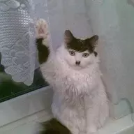 Maniac Maniac