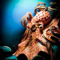 I_R_Octopus