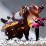 flamboyant cuttlefish