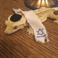 Epstein's Shabbos Goy