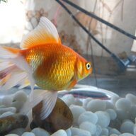 Justafish
