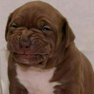 WorryDog