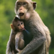 Redeemed lover of monkeys