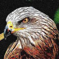 An Extremely Stoned Bird