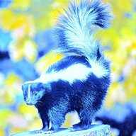blueskunk