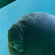 PrimaFauna