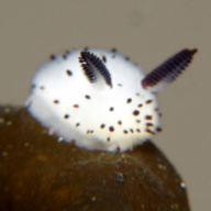 Spineless Slug