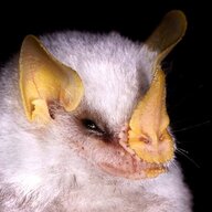 Myotis