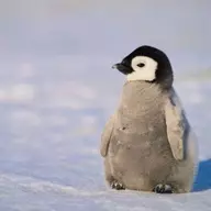 emerge