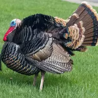 Lurkey Turkey