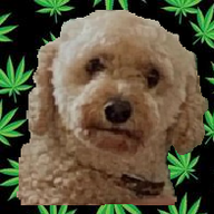 Trapper The Crack Pup