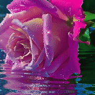 Rosa Mystica