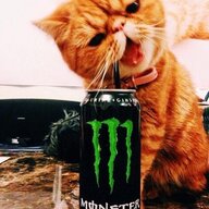 Caffeinated Cat