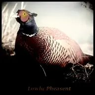 LowlyPheasent