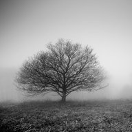 walshtree