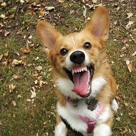 DisapprovingCorgi