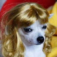 Alpo_Farts36