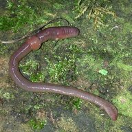wormcollector