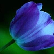 BlueTulips