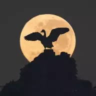 Goose the Redeemer