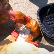 Cannibalistic_Chicken