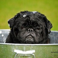 HungryPug