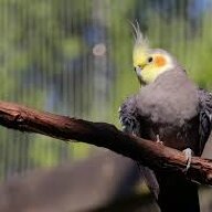 A Cockatiel