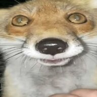 portions4foxes