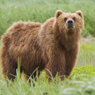 Just_a_bear