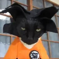 Void Cat
