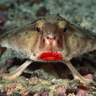 Nefarious Anglerfish