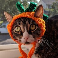 vegan cats