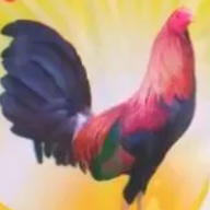 COCK SURE