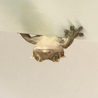Ceiling Gekko