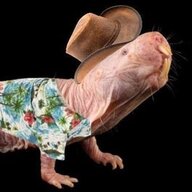 mole-rat