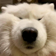 spitzoid
