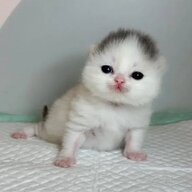 tinidazolekitten