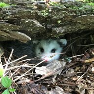 Possum engi