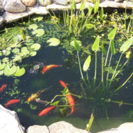 Pond