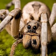 Wolf Spider