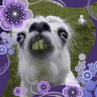 Schizoid Llama