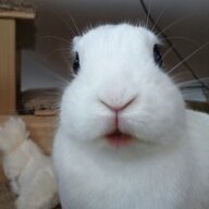 Rabbit Dance
