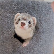 UglyHairyFerret