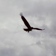 DesertEagle