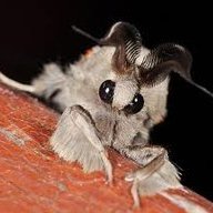 Mothball